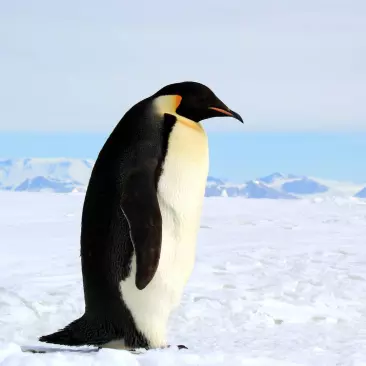 Penguins